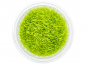 Preview: Grasblättriger Wasserschlauch - Utricularia graminifolia in vitro